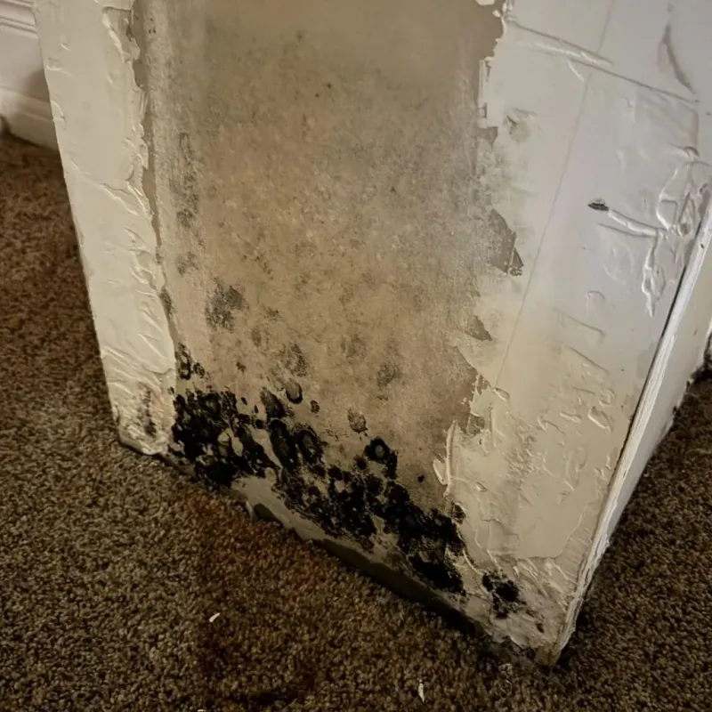 Professional Mold Removal in Russiaville, IN
